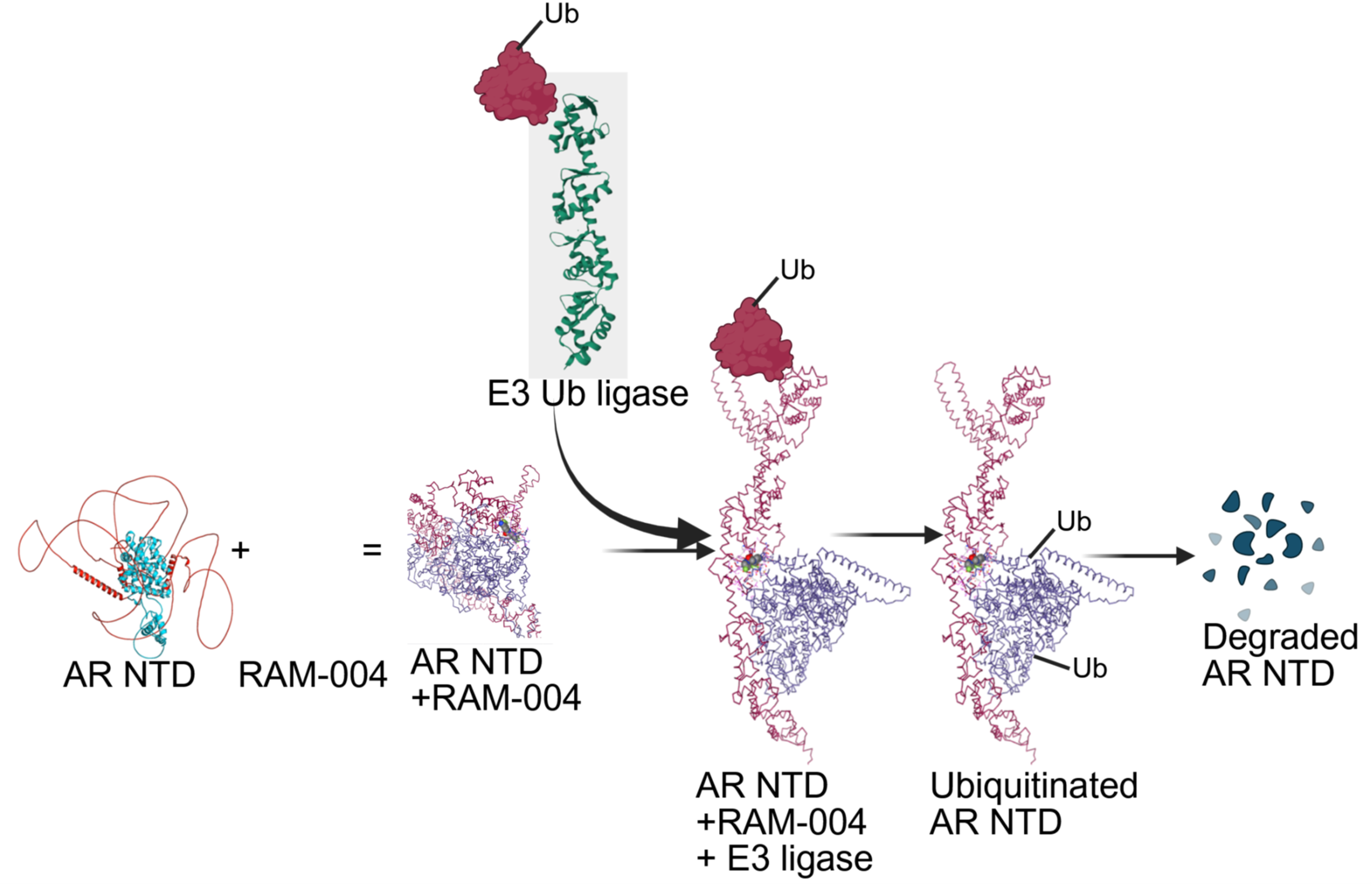 Mechanism of Action of RAM-004: AR NTD, RAM-004, E3 Ub ligase, Ubiquitinated AR NTD, Degraded AR NTD